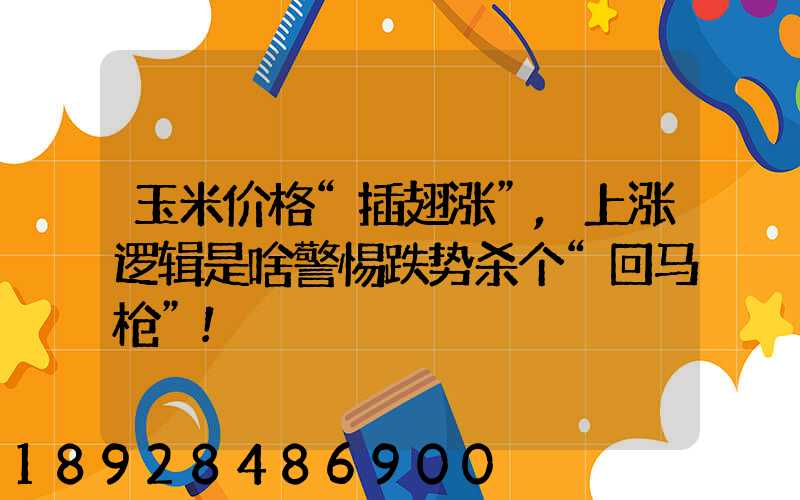玉米价格“插翅涨”,上涨逻辑是啥警惕跌势杀个“回马枪”!